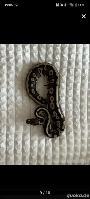Königspython  python regius  Bild 4