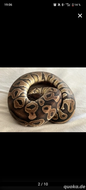 Königspython  python regius  Bild 5