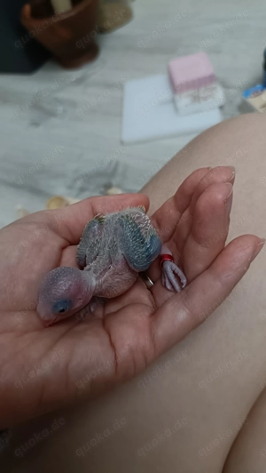 Baby sehr zähmen 100%  Bild 3