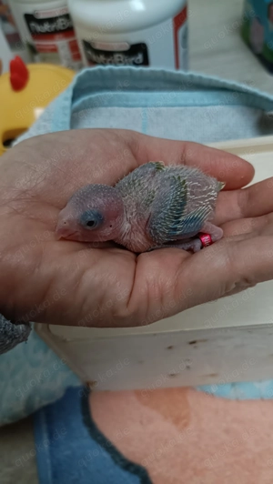 Baby sehr zähmen 100%  Bild 2