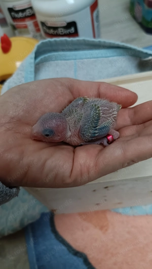 Baby sehr zähmen 100%  Bild 4