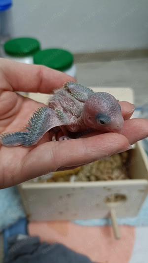 Baby sehr zähmen 100%  Bild 6