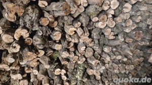 Rebstöcke Rebknorzen Weinstock Brennholz