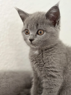 Britisch Kurzhaar Perser Mix Kätzchen 