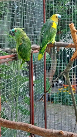 Blaustirnamazonen und Grünzügelpapageien