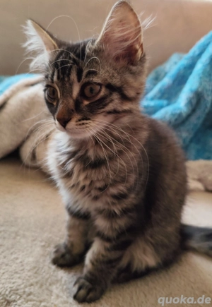Maine Coon - BKH Mix