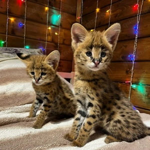 F1- und F2-Savannah-Kätzchen abzugeben