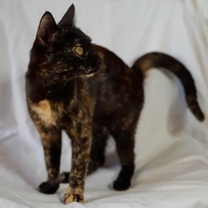 Gioia, verspieltes Schmusepfötchen, ca. 8 Monate *Tierschutz* *in 86691 Vaterstetten*