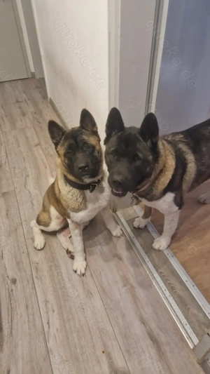 Vaiana such ihr zuhause 