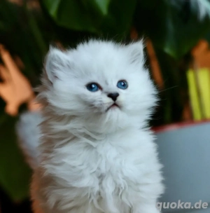 BLH-Kitten (männlich) sucht seine neue Familie. Bild 1