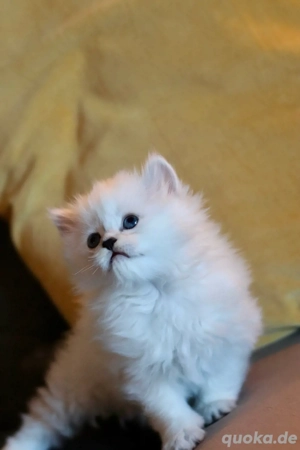 BLH-Kitten (männlich) sucht seine neue Familie. Bild 4