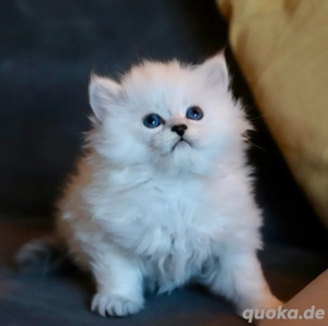 BLH-Kitten (männlich) sucht seine neue Familie. Bild 2