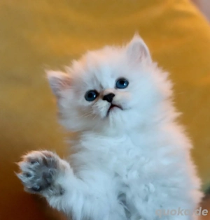 BLH-Kitten (männlich) sucht seine neue Familie. Bild 7