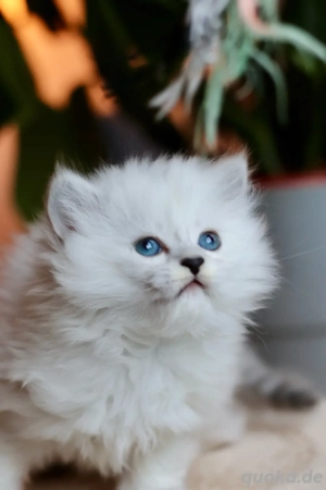 BLH-Kitten (männlich) sucht seine neue Familie. Bild 3