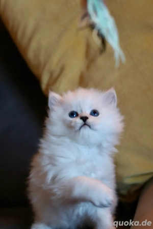 BLH-Kitten (männlich) sucht seine neue Familie. Bild 9