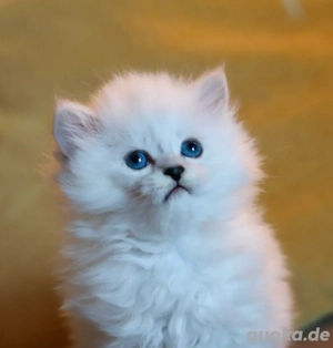 BLH-Kitten (männlich) sucht seine neue Familie. Bild 8