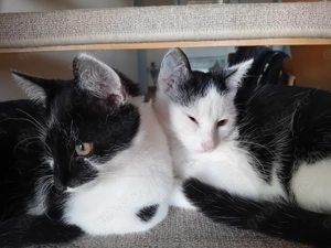 2 süsse stubenreine Kätzchen abzugeben