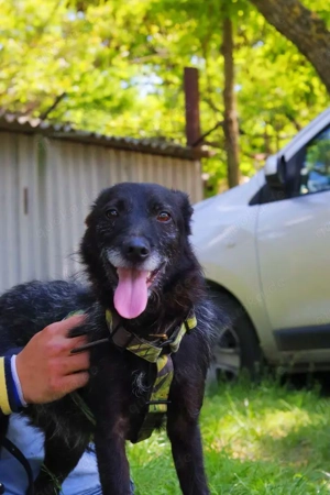 Ralf, besonnener Charakterkopf, ca. 5 Jahre, ca. 41 cm, ca. 10 kg *Tierschutz*