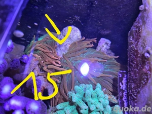 Korallen zu verschenken 