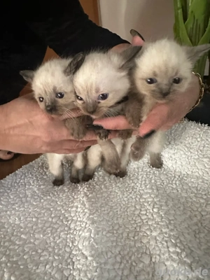 siamkätzchen abzugeben  Bild 3