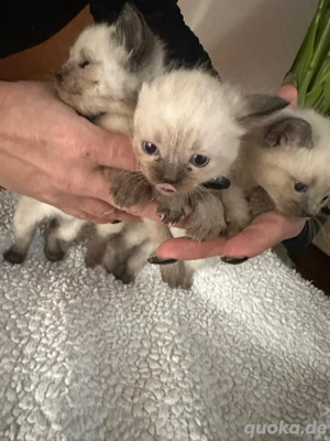 siamkätzchen abzugeben  Bild 2