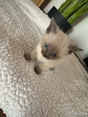 siamkätzchen abzugeben  Bild 5