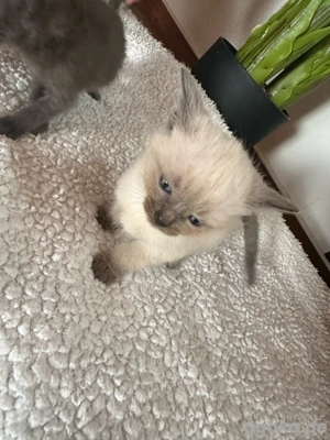 siamkätzchen abzugeben  Bild 4