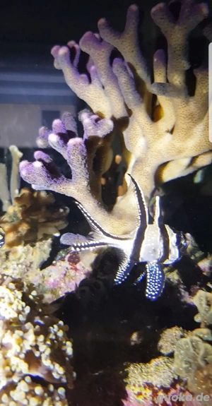 Kardinalbarsch Weibchen für Meerwasser Aquarium, Korallen 