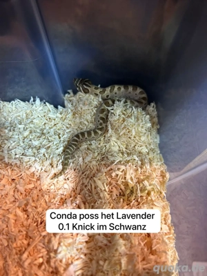 Hakennasennatter (Heterodon Nasicus)