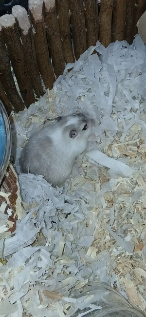 Rennmäuse Mutter und Tochter abzugeben 