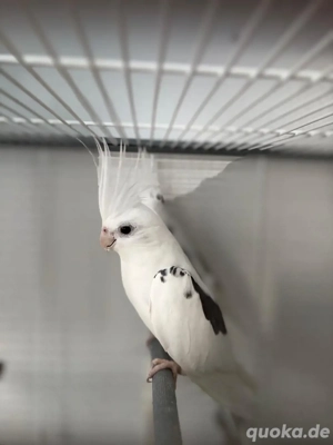 Nympenpensittich mit dem Käfig zusammen