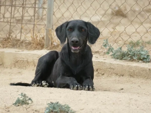 Grey sucht sein Zuhause (noch auf Sardinien)