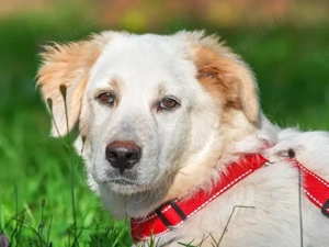 Paco sucht sein Zuhause