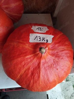 Kürbisse zu verkaufen 