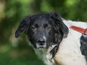 Peppe sucht sein Zuhause