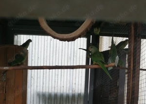 Verkaufe Schildsittiche