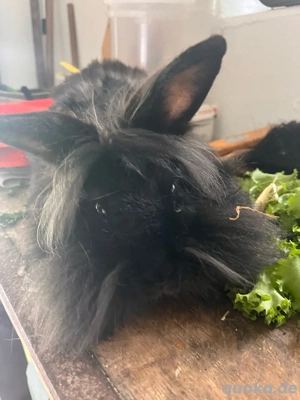 Löwenköpfchen sucht ein neues Zuhause 