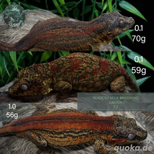 zuchtgruppe rtb r. auriculatus höckerkopfgecko