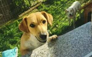 Miss Marple sucht ihr Glück