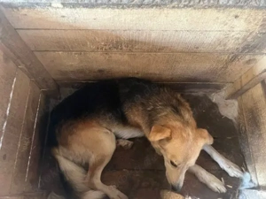 Neuanfang für zarte Seele Oriel gesucht