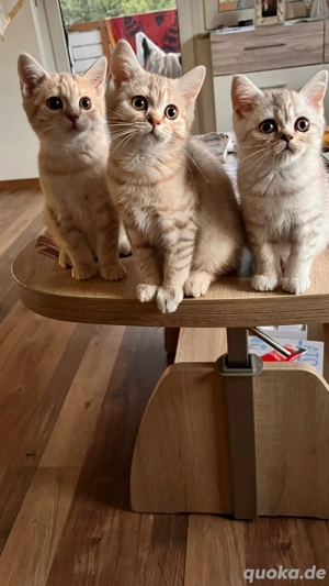 BKH Kitten (2 Kater,) suchen liebevolles Zuhause