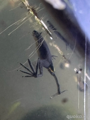 Zwergkrallenfrösche, hell und dunkel zu verkaufen