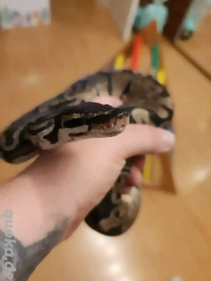 Tausch möglich 0.1 Königspython Classic Dh 50 % Pied  50 % Clown