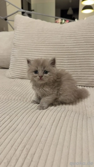 BKH   Napoleon Kitten  Bild 3