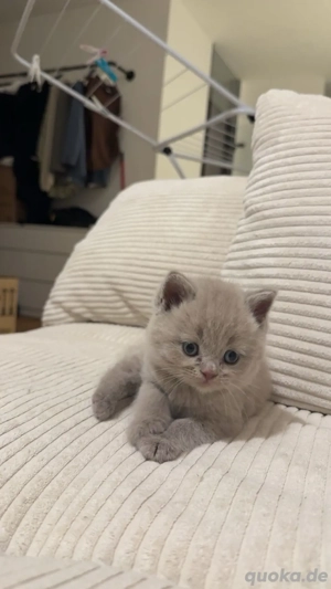 BKH   Napoleon Kitten  Bild 4