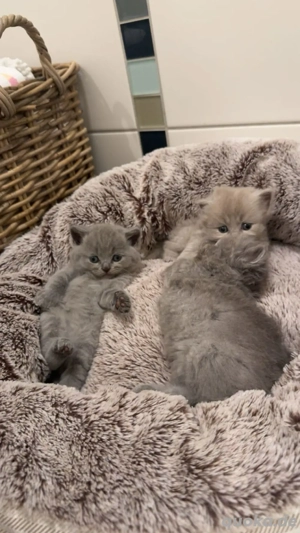 BKH   Napoleon Kitten  Bild 5