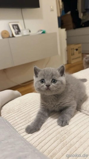 BKH   Napoleon Kitten 