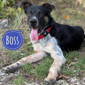 Boss, liebenswerter und toller Mix aus Breton, Setter und Schäferhund
