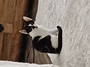 Katze  am.5.7.25 geboren 