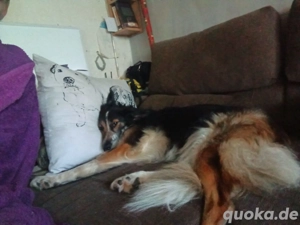 Deckrüde für unsere 4 jährige Dina 